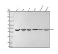 Anti-PCBP1 Rabbit Monoclonal Antibody