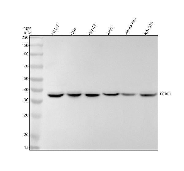 Anti-PCBP1 Rabbit Monoclonal Antibody