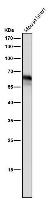 All lanes use the Antibody at 1:3K dilution for 1 hour at room temperature.