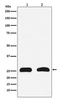 Western blot analysis of HMGB2 expression in (1) HeLa cell lysate; (2) PC-12 cell lysate.