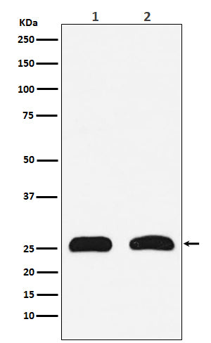Western blot analysis of HMGB2 expression in (1) HeLa cell lysate; (2) PC-12 cell lysate.