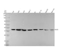 Anti-CXCR7 ACKR3 Rabbit Monoclonal Antibody
