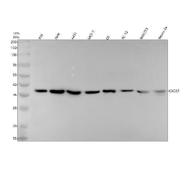 Anti-CXCR7 ACKR3 Rabbit Monoclonal Antibody