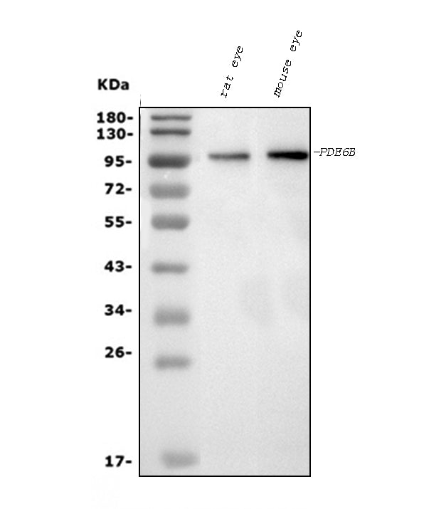Anti-PDE6 beta/PDE6B Antibody Picoband® (monoclonal, 8I2F10)