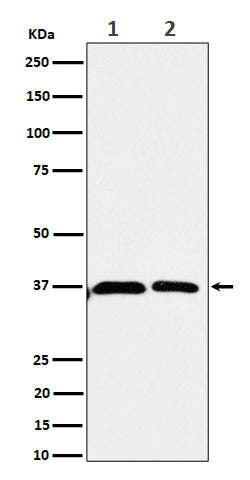 Western blot analysis of Serine racemase expression in (1) 293 cell lysate; (2) U-87 MG cell lysate.