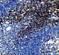 Anti-CD3 epsilon Rabbit Monoclonal Antibody