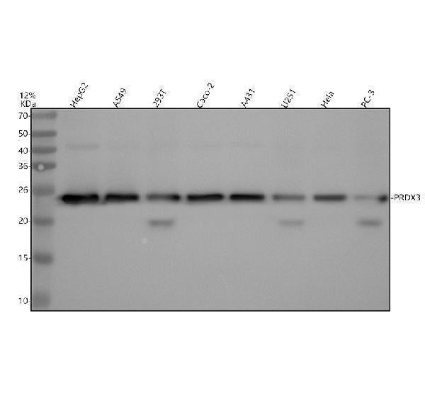 Anti-Peroxiredoxin 3 Rabbit Monoclonal Antibody