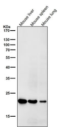 All lanes use the Antibody at 1:1K dilution for 1 hour at room temperature.