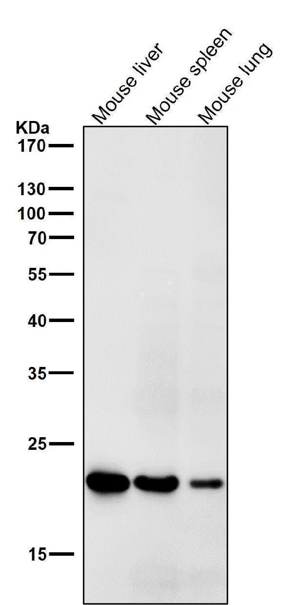 All lanes use the Antibody at 1:1K dilution for 1 hour at room temperature.