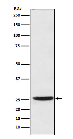 Western blot analysis of Prostaglandin dehydrogenase 1 expression in SW480 cell lysate.