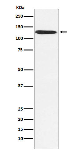 Western blot analysis of SNF2H expression in MCF7 cell lysate.