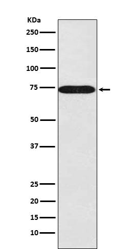 Western blot analysis of SNX1 expression in 293T cell lysate.