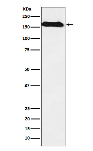 Western blot analysis of NAIP expression in Human fetal kidney lysate.