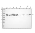 Anti-RbAp48 Rabbit Monoclonal Antibody