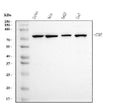 Anti-Cyclin T1 Antibody Picoband® (monoclonal, 3B7)