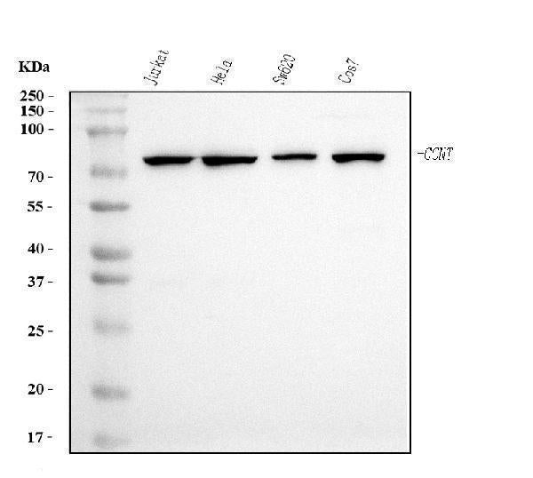 Anti-Cyclin T1 Antibody Picoband® (monoclonal, 3B7)