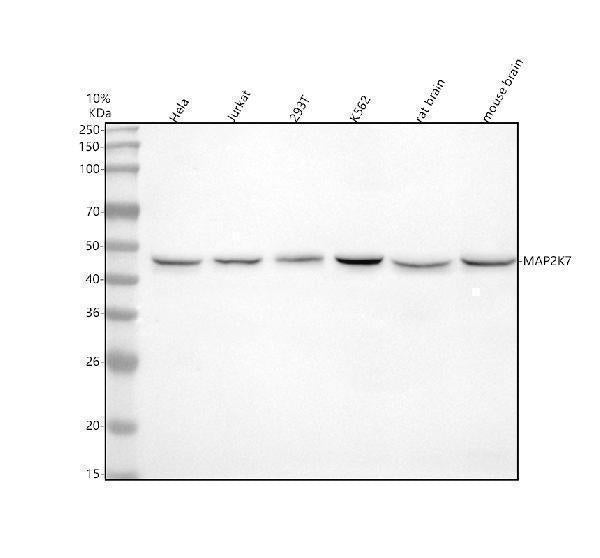 Anti-MEK7 MAP2K7 Rabbit Monoclonal Antibody