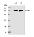 Anti-Ankyrin erythroid/ANK/ANK1 Antibody Picoband® (monoclonal, 5H2E8)