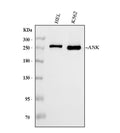 Anti-Ankyrin erythroid/ANK/ANK1 Antibody Picoband® (monoclonal, 9I6C3)