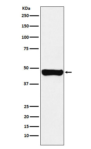 Western blot analysis of RCC1 expression in A431 cell lysate.