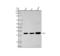 Anti-Hex Rabbit Monoclonal Antibody