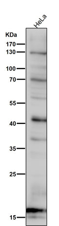 All lanes use the Antibody at 1:6K dilution for 1 hour at room temperature.