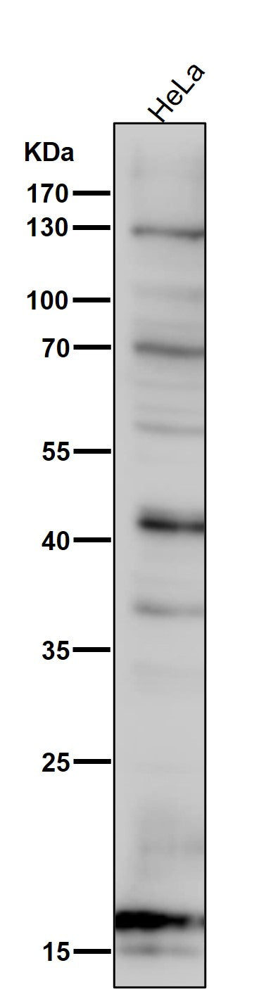 All lanes use the Antibody at 1:6K dilution for 1 hour at room temperature.