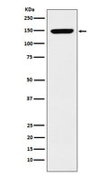 Western blot analysis of p150 CAF1 expression in K562 cell lysate.