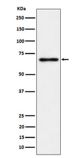 Western blot analysis of NR2C2/TR4 expression in PC-3 cell lysate.