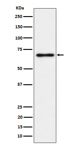 Western blot analysis of NR2C2/TR4 expression in PC-3 cell lysate.