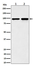 Western blot analysis of MCM6 expression in (1) MCF7 cell lysate; (2) NIH/3T3 cell lysate.