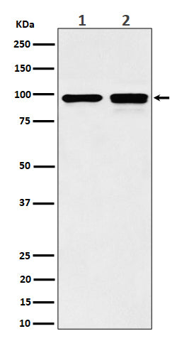 Western blot analysis of MCM6 expression in (1) MCF7 cell lysate; (2) NIH/3T3 cell lysate.