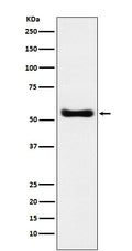 Anti-KAT8 / MYST1 / MOF Rabbit Monoclonal Antibody