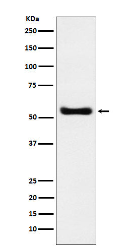Anti-KAT8 / MYST1 / MOF Rabbit Monoclonal Antibody