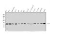 Anti-ARA9/AIP Antibody Picoband® (monoclonal, 10G8)