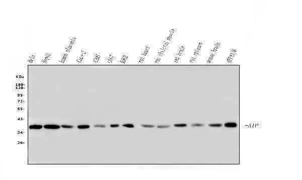Anti-ARA9/AIP Antibody Picoband® (monoclonal, 10G8)