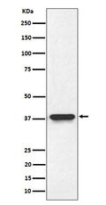 Western blot analysis of NMI expression in HeLa cell lysate.