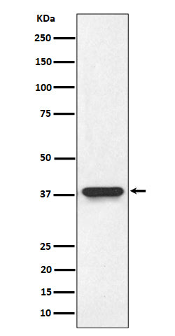 Western blot analysis of NMI expression in HeLa cell lysate.
