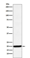 Western blot analysis of Y14 expression in HepG2 cell lysate.