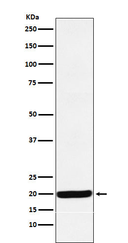 Western blot analysis of Y14 expression in HepG2 cell lysate.