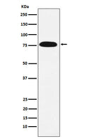 Western blot analysis of KHSRP expression in HeLa cell lysate.