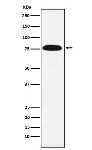 Western blot analysis of KHSRP expression in HeLa cell lysate.