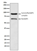 Western blot analysis of RanGAP1 expression in HeLa cell lysate.