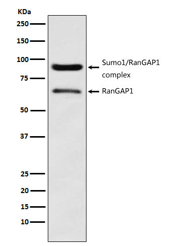 Western blot analysis of RanGAP1 expression in HeLa cell lysate.