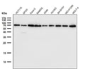 All lanes use Lamin B1 Antibody at 1:10000 dilution for 1 hour at room temperature.