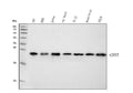 Anti-HP1 alpha/CBX5 Antibody Picoband® (monoclonal, 8G6)