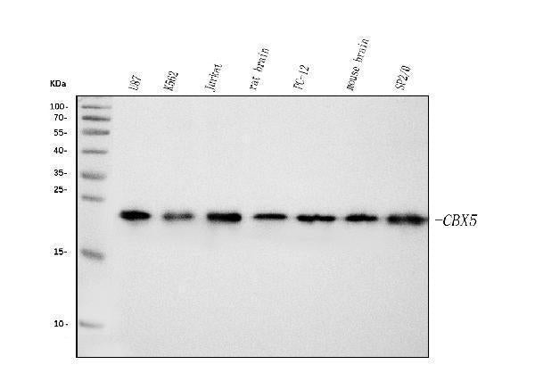 Anti-HP1 alpha/CBX5 Antibody Picoband® (monoclonal, 8G6)