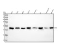 Anti-HP1 alpha CBX5 Rabbit Monoclonal Antibody