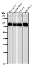 All lanes use the Antibody at 1:5K dilution for 1 hour at room temperature.