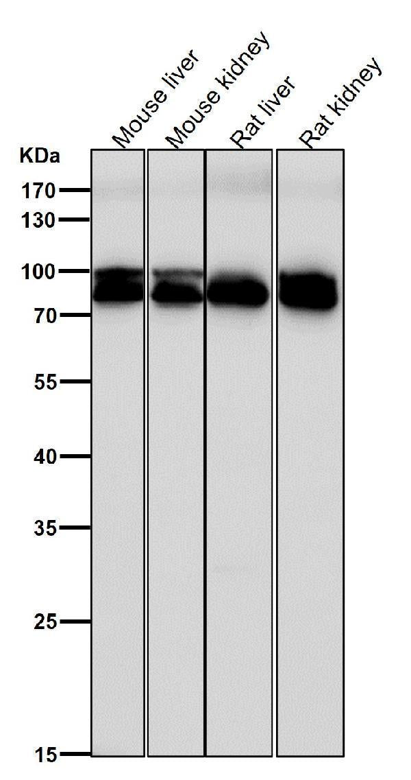 All lanes use the Antibody at 1:5K dilution for 1 hour at room temperature.